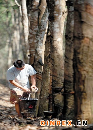 橡膠暴跌風險再受市場關注(圖)